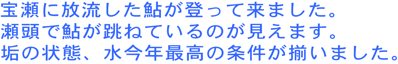 宝瀬に放流した鮎が登って来ました。 瀬頭で鮎が跳ねているのが見えます。 垢の状態、水今年最高の条件が揃いました。 